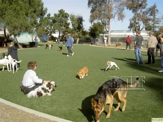 Pet park