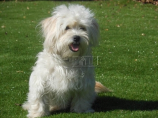 Dog and Artificial Turf
