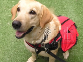 Dog and Artificial Turf