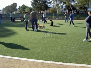 Pet activity area