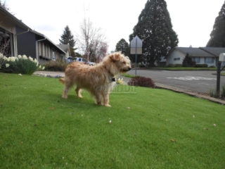 Dog and Artificial Turf