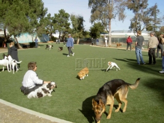 Pet activity area